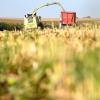 Seit Jahren gibt es in ganz Deutschland Anschläge mit großen Schrauben und anderen Metallgegenständen auf die Erntemaschinen von Landwirten, die Mais anbauen.