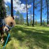 Eine flauschig weiche Waldwiese unter Lärchenbäumen, dazu ein schnaubendes Pony und ein Blick auf Zickezacke-Berggipfel – Larchbaden ist tiefenentspannend und noch dazu umweltfreundlich. 