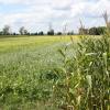 Weißer Senf (wie hier auf einem Feld bei Laub) ist bei Landwirten als Zwischenfrucht nach der Maisernte beliebt – gefördert wird er aber nicht. 
