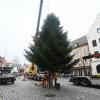 Am Mittwochvormittag wurde der neue Aichacher Weihnachtsbaum am Stadtplatz in die Halterung gehoben und dort von Bauhofmitarbeitenden befestigt.