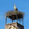 In Schönau wird noch gebrütet. An den übrigen Neststandorten im Wittelsbacher Land wird sich in den kommenden zwei Monaten zeigen, wie viele Jungstörche geschlüpft sind.