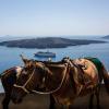 Auf der griechischen Insel Santorini dienen Esel traditionell als Transportmittel.  Nun sollen sie entlastet werden.