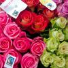 In Langweid werden am Weltfrauentag Fairtrade-Rosen verteilt, wer sie bekommt ist noch ein Geheimnis. 