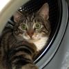 Eine Katze hat sich in Laichingen in eine Waschmaschine geschlichen. Die Besitzerin bemerkte zunächst nichts und schaltete die Maschine ein (Symbolbild).