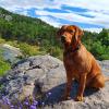 Die Neuburger Rundschau sucht den schönsten Hund im Raum Neuburg. Hier Labrador-Hündin Nayla von Julia Andritschke aus Neuburg. 