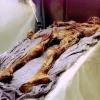 Die 5300 Jahre alte Gletscherleiche «Ötzi» nach ihrer Ankunft im Archäologischen Museum in Bozen. (Archivbild von 1998)