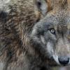 Könnte der Wolf im Landkreis Augsburg dem entlaufenen Känguru Knicksy gefährlich werden?