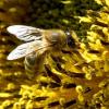 "Rettet die Bienen" lautet das  Motto des Volksbegehrens Artenvielfalt. Ab 31. Januar können die Bürger unterschreiben.