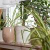 Gesunde Zimmerpflanzen produzieren Sauerstoff und können die Luftfeuchtigkeit im Raum erhöhen. 