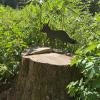 Verschiedene Tierfiguren, wie hier der Fuchs, sind entlang des Lehrpfads in Ried platziert.