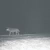 Im südlichen Landkreis Oberallgäu wurden am Dienstagabend mit einer automatischen Kamera zur Wildbeobachtung Infrarotaufnahmen von einem wolfsähnlichen Tier gemacht.