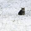 Kastrationspflicht: Auf Katzenhalter kommen Kosten zu