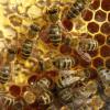 Bei Kaufering sind zwei Bienenstöcke umgeworfen worden. Laut Polizei könnte der Täter eine Vielzahl an Stichen davongetragen haben.
