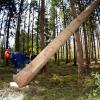 Wer die Sturmschäden im Wald aufarbeiten will, muss vorsichtig sein: Umgestürzte Bäume stehen oft unter Spannung.