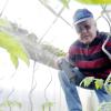 Josef Benz aus Unterelchingen hegt und pflegt seine gut 100 Pflanzen und 25 verschiedenen Sorten. Im Sommer möchte er wieder frische Tomaten ernten. 