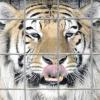 Genussvoll leckt sich der sibirische Tiger die Lippen. Eben hat er nach erfolgreichem Showauftritt sein Futter – circa zehn Kilogramm Fleisch – bekommen.