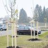Anfang der Woche wurden Bäume auf dem Krankenhausparkplatz gepflanzt.