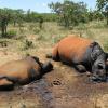 Gewilderte Nashörner in Südafrika. Foto: Riaan Kotze/Inkwe Valley Game Lodge dpa