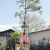 Eine mächtige Kiefer ist der diesjährige Maibaum der Gipfelstürmer Mönchsdeggingen. Er ist von einem kleinen Holz-Fort umgeben und mit USA-Fahnen geschmückt.