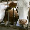 Für Rinder ist die Seuche BHV1 sehr gefährlich. In einem Mastbetrieb in Möttingen (Kreis Donau-Ries) ist die gefährliche Rinderseuche ausgebrochen. Der Ortsteil Balgheim wurde zum Sperrgebiet erklärt (Symbolbild).
