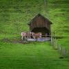 Ein Allgäuer Landwirt ist auf seiner Weide ums Leben gekommen. 