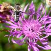 Auf Blühwiesen fühlen sich Insekten, etwa Wildbienen wohl. In Augsburg spürt man erste Erfolge beim Artenschutz.