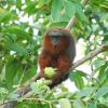 Ein Caqueta-Springaffen (Callicebus caquetensis): Nach Angaben der Weltnaturschutzunion (IUCN) nimmt die Zahl der weltweit bedrohten weiter Arten zu. 