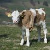 Das sechsbeinige Kalb Lilli wurde bei Weissenburg in der Schweiz geboren.