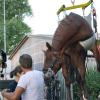 Viernheim: Ein Pferd wird mit einem Kran aus einer Grube gehoben. 