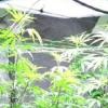 In einem versperrten Raum eines Anwesens in Fischach fanden die Beamten eine so genannte Indooranlage zur Aufzucht von Cannabis. Der Strombedarf der Gerätschaften war enorm.
