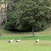 Auf der Wiese vor Heilig Kreuz hat sich die Storchenfamilie versammelt. Doch die Jungtiere sind echte Sorgenkinder. Denn zwei können nicht fliegen und mussten im Tierheim versorgt werden.  	
