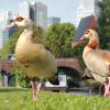 Nilgänse sehen hübsch aus, sind aber zum Problem geworden – und das nicht nur, weil sie mit ihrem aggressiven Verhalten heimische Tiere verdrängen. Sondern auch, weil sie Krankheiten übertragen können. Frankfurt sieht deshalb nun akuten Handlungsbedarf.