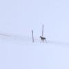 Ein Hund läuft auf einem Weg durch die schneebedeckte Landschaft.