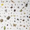 Das Zoologische Museum der Universität Zürich zeigt noch bis zum 30. Juni 2019 die Sonderausstellung „Insekten - lebenswichtig!“.