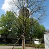 Nun steht der Theaterbaum  beim Biergarten im Wittelsbacher Park.