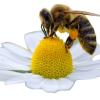Das Bienenjahr kann erfolgreich werden