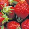 Rote Pracht: Derzeit werden tonnenweise Erdbeeren geerntet.