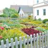 Im Garten der Familie Schreiegg in Scherstetten wachsen jedes Jahr Salatköpfe in vielen Farben. 