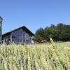 Im Herzen des Wittelsbacher Landes liegt der Bauernmarkt Dasing.