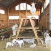 Im Stall können die kleinen Ziegenlämmer klettern üben oder sich im Stroh kurz zum schlafen hinlegen.  	