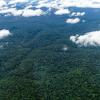 Der Amazonaswald - der weltweit größte tropische Regenwald.