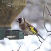 Viele Vogelfreundinnen und -freunde füttern im Winter die Vögel in ihrem Garten und freuen sich, die Tiere (hier ein Stieglitz) zu beobachten. Der Bund Naturschutz rät darüber hinaus, vor allem auf eine naturnahe Gestaltung des Gartens zu achten.