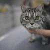 Zwei Katzen mit Vergiftungserscheinungen befinden sich in tierärztlicher Behandlung.