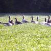 Brutstätte und Rastplatz für viele Vögel ist das neue Naturschutzgebiet „Lichternsee“ zwischen Gögglingen, Donautal und B30. 