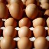 Wegen Salmonellen-Verdachts fordert ein Eierproduzent auf, seine Produkte zurückzugeben. Auch eine Soße des Bio-Herstellers Dennree wird wegen möglichen Scherben zurückgerufen.