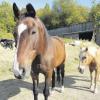 Das Riedensheimer Tierheim ist eines von wenigen Heimen, die auch alte Pferde und Ziegen aufnehmen. Doch nicht immer sind die ehemaligen Besitzer bereit, dem Gnadenhof auch eine finanzielle Unterstützung zukommen zu lassen. 
