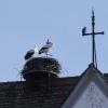 Ein Storchenpaar nistet auf der Pfarrkirche in Gablingen. Durch eine Drohne fühlten sie sich bedroht.
