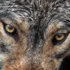 Wölfe dürfen in Bayern ab 1. Mai leichter getötet werden. Gegen den Beschluss gibt es heftigen Widerstand. 