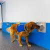 Studien zufolge können Hunde dank ihres ausgezeichneten Geruchssinns mit hoher Sicherheit Infektionen mit dem Coronavirus erkennen. Pokaa ist neben seiner normalen Ausbildung speziell auf den Corona-Virus trainiert worden.