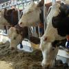 Die Rinderseuche BHV1 hat sich vorerst nicht auf weitere Betriebe im Ries ausgebreitet. Das ergaben die Untersuchungen der Veterinärabteilung des Landratsamtes.